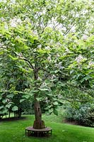 Catalpa x erubescens 'Purpurea'