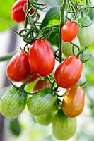 Tomato 'Cherry Roma'