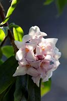 Daphne bholua 'Jacqueline Postill', Nepalese paper plant 'Jacqueline Postill'