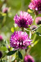 Red Clover, Trifolium pratense