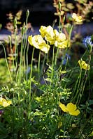 Welsh Poppy ( Meconopsis cambrica )