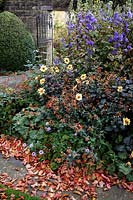 Bourton House Garden, autumn borders with Aconitum and Dahlia 'Moonfire'