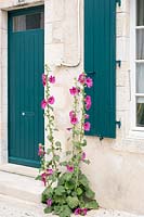 Hollyhocks growing outside house in La Flotte, Ile De Re. Poitou-Charentes, France.