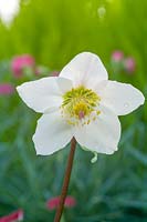 Helleborus niger ( The Christmas Rose )