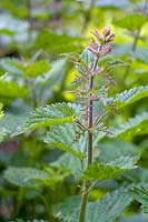 Urtica dioica ( Stinging nettle )