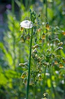 Nectaroscordum siculum