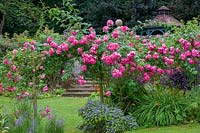 Cerney House Gardens, Gloucestershire, UK. ( Sir Michael and Lady Angus ) Pink climbing rose ( Rosa 'American Pillar' ) growing over rustic wooden archway