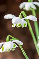 Galanthus 'Flore Pleno', ( double snowdrop )