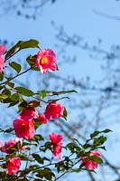 Camellia 'Muskoka'