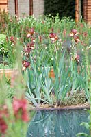 Iris 'Red Zinger' in Homebase Teenage Cancer Trust Garden, des. Joe Swift.