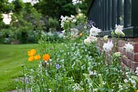 Self seeded annuals alongside greenhouse at Beechenwood Farm
Hillside,  Odiham,  Hampshire.