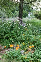 Meconopsis cambrica ( Welsh Poppy ) in the rockery at Beechenwood Farm
Hillside,  Odiham,  Hampshire.