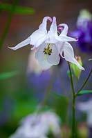 Aquilegia sp.