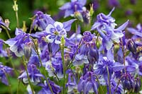 Aquilegia sp.