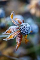 Rudbeckia fulgida ver. deamii frosted flowers in winter