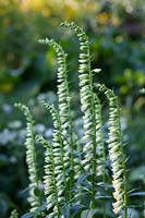 Digitalis lutea