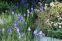 RHS Chelsea Flower Show 2014. 'The Waterscape Garden' designer Hugo Bugg, sponsor RBC. Iris 'Gerald Darby' in drifts.  