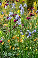 Colourful informal flower borders with Iris sibirica, Cirsium rivulare 'Atropurpureum' and Geum 'Marmalade'  in The Homebase Garden - Urban Retreat, at Chelsea Flower Show 2015