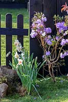 Rhododendron and daffodil in small spring garden, with black painted fence