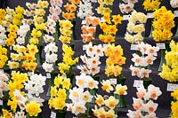 Ron Scamp's daffodil show at The Cardiff RHS show, 2017