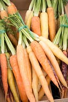 Organic 'Rainbow' carrots