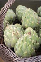 Basket full of Artichokes