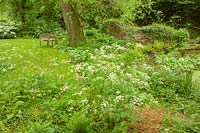 The Old Cornmill, Herefordshire, UK ( Jill Hunter ) informal valley garden with wild areas in late spring and early summer. Cow Parsley and wild self seeders