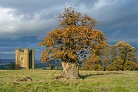 ancient pollarded Oak ( Quercus robur ) at Stone, Gloucestershire with castellated folly in background