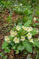 Primroses ( Primula vulgaris ) in shady woodland, spring