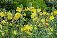 Oenothera biennis ( Evening Primrose )