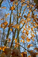Beech leaves in winter sunlight
