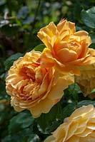 Rosa 'Golden Celebrations'