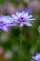 Catananche caerulea ( Cupids Dart )