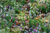 Galanthus 'S.Arnott' ( snowdrop )