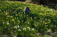 Daffodils ( Narcissus ) grwoing in meadow