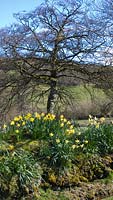 Daffodils growing in drifts at side of lane in Devon, UK, in spring