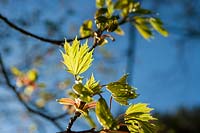 Norway Maple ( Acer platanoides ) flowers and foliage in early spring