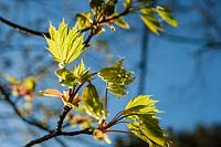 Norway Maple ( Acer platanoides ) flowers and foliage in early spring