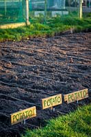 Newly planted potato patch on allotment