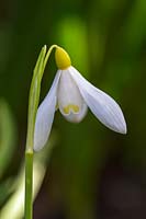 Galanthus sandersii 'Lowick'