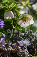 Helleborus x orientalis in spring border