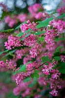 Ribes sanguineum ( flowering currant or red-flowering currant )