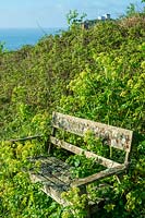 Old wooden bench being overgrown with hedgerow flowers and plants in spring