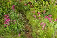 Stream flowing through naturalistic style planting with Primula pulverulenta. The Laurent-Perrier Chatsworth Garden. RHS Chelsea Flower Show 2015