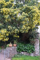 Large Mimosa tree in winter garden in south Devon