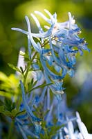 Corydalis 'Tory MP'