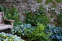 The Garden House, Devon, shady corner with bench, Hosta 'June' and Veratrum album