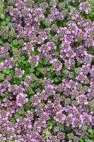 Thymus serpyllum