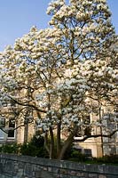 Magnolia shrub outside Victorian terrace of houses in Clifton, Bristol, UK