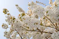 White flowering cherry blossom in early spring
